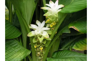 Mide Ağrılarına Şifalı Bitkiler