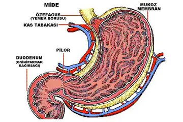 Mide Nedir? Midenin Özellikleri
