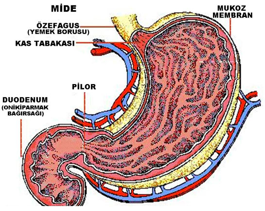 Mide Nedir? Midenin Özellikleri